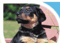 Luxury dog resort online booking