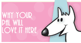 Why your pet will love it here